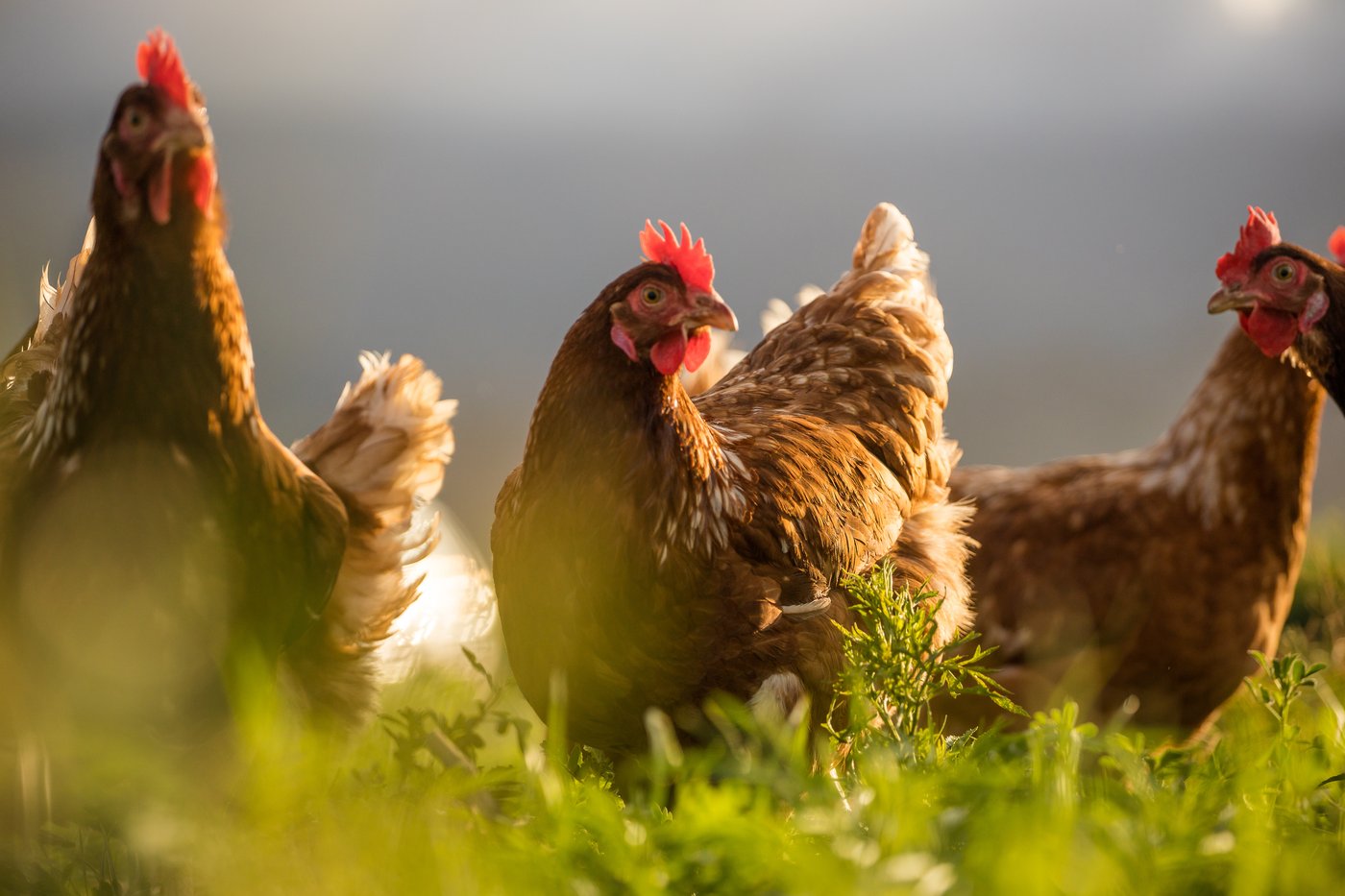 Gallinas camperas al aire libre